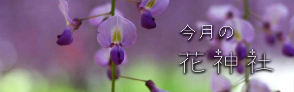 今月の花神社