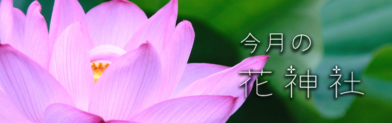 今月の花神社